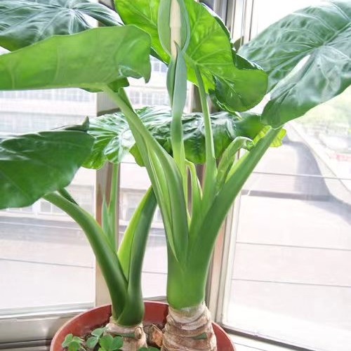 网红滴水观音大叶绿植霸王芋养护栽培盆栽水培植物净化空气除甲醛