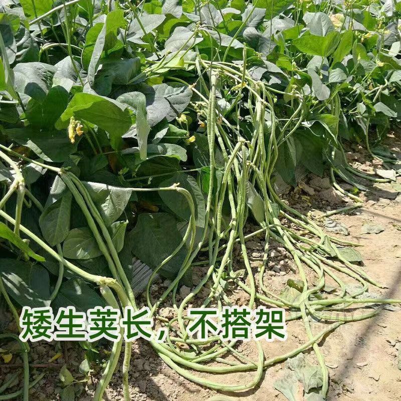 无架长豆角种子早豇豆四季豆蔬菜种籽菜种子大全豆种荚实多无架豆