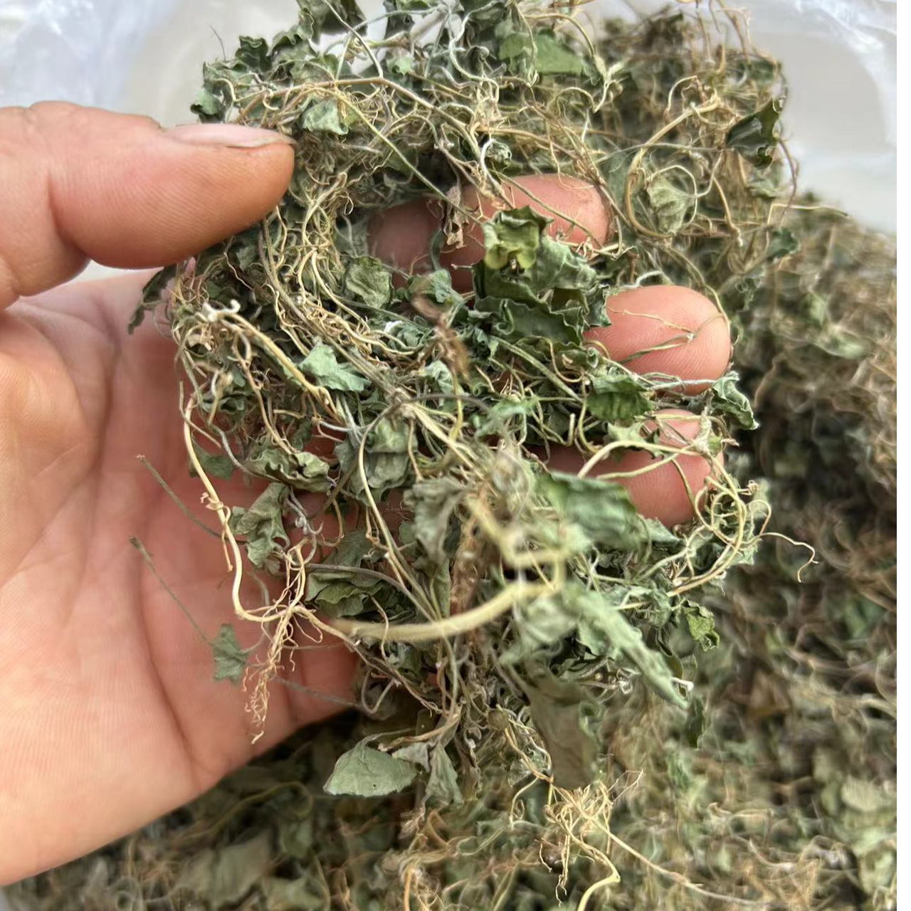 金钱草泡水茶正宗金钱草当季新货精选传统正宗金钱草