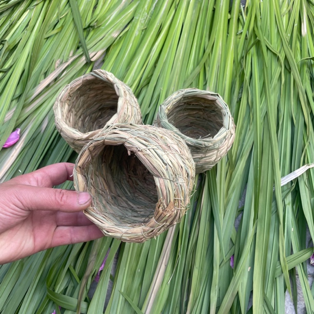 芦丁鸡、鹦鹉草窝一单两个