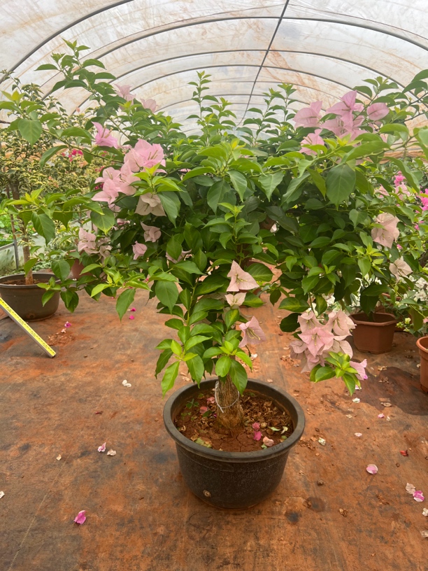 三角梅纯色三色多色