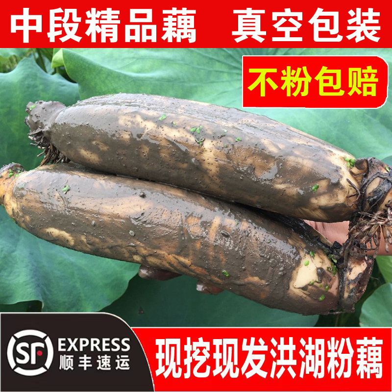 湖北洪湖粉藕莲藕新鲜煲汤现挖糯米藕桂花藕农家特产蔬菜顺丰包邮