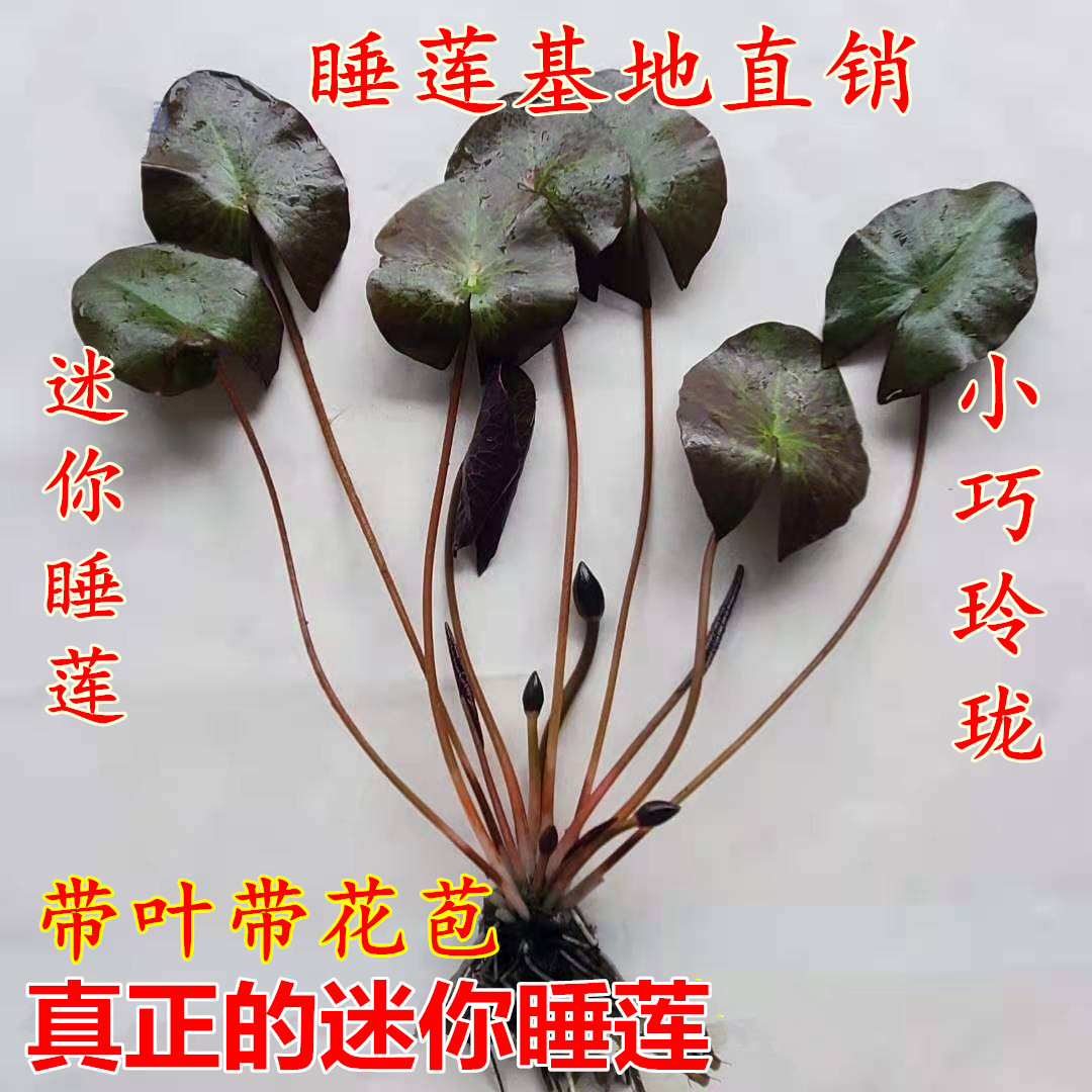 迷你睡莲花根苗微型水培植物黑美人小碗睡莲种孑盆栽黑美人带花苞