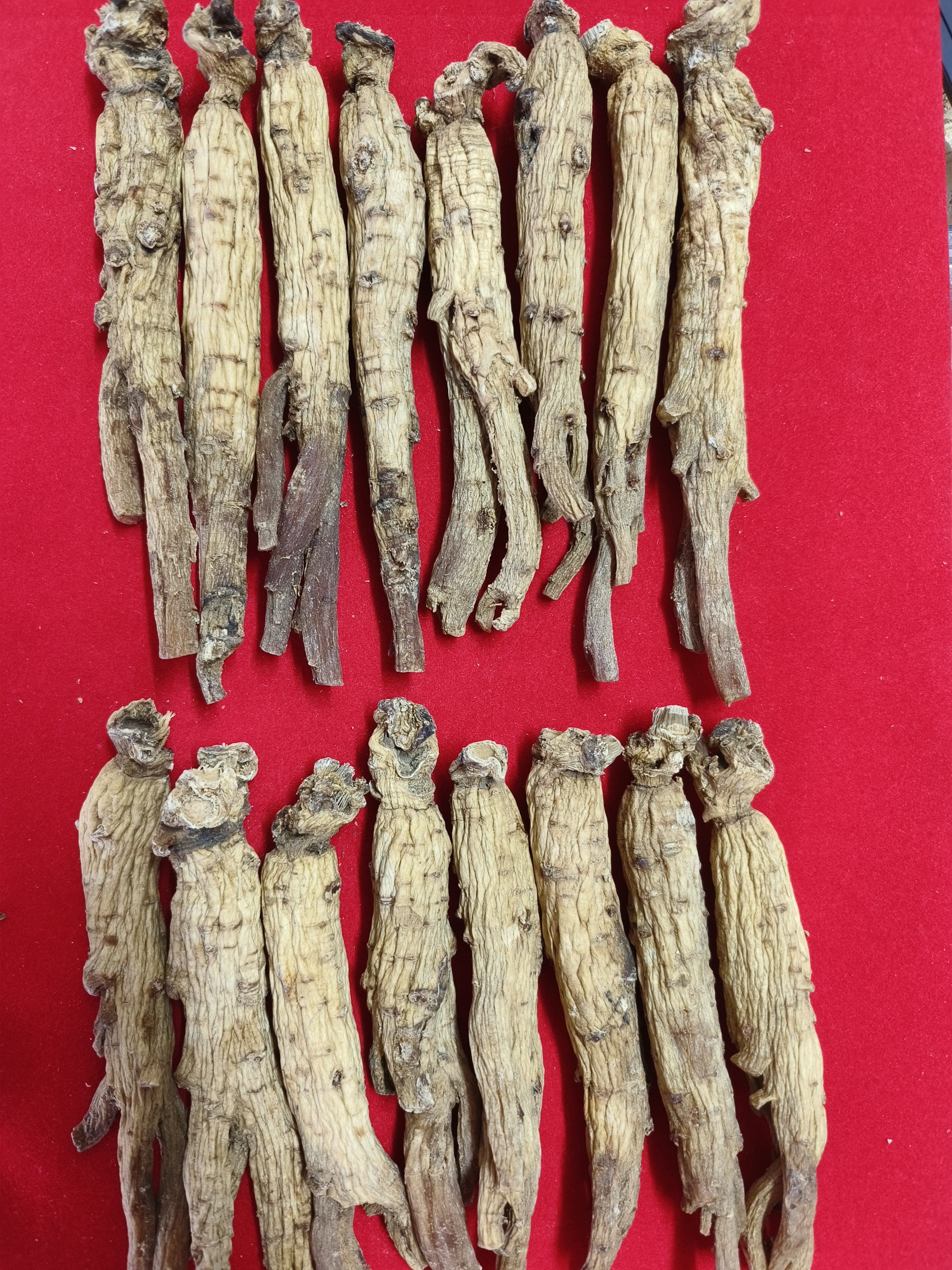 精选17支原皮高丽参边条