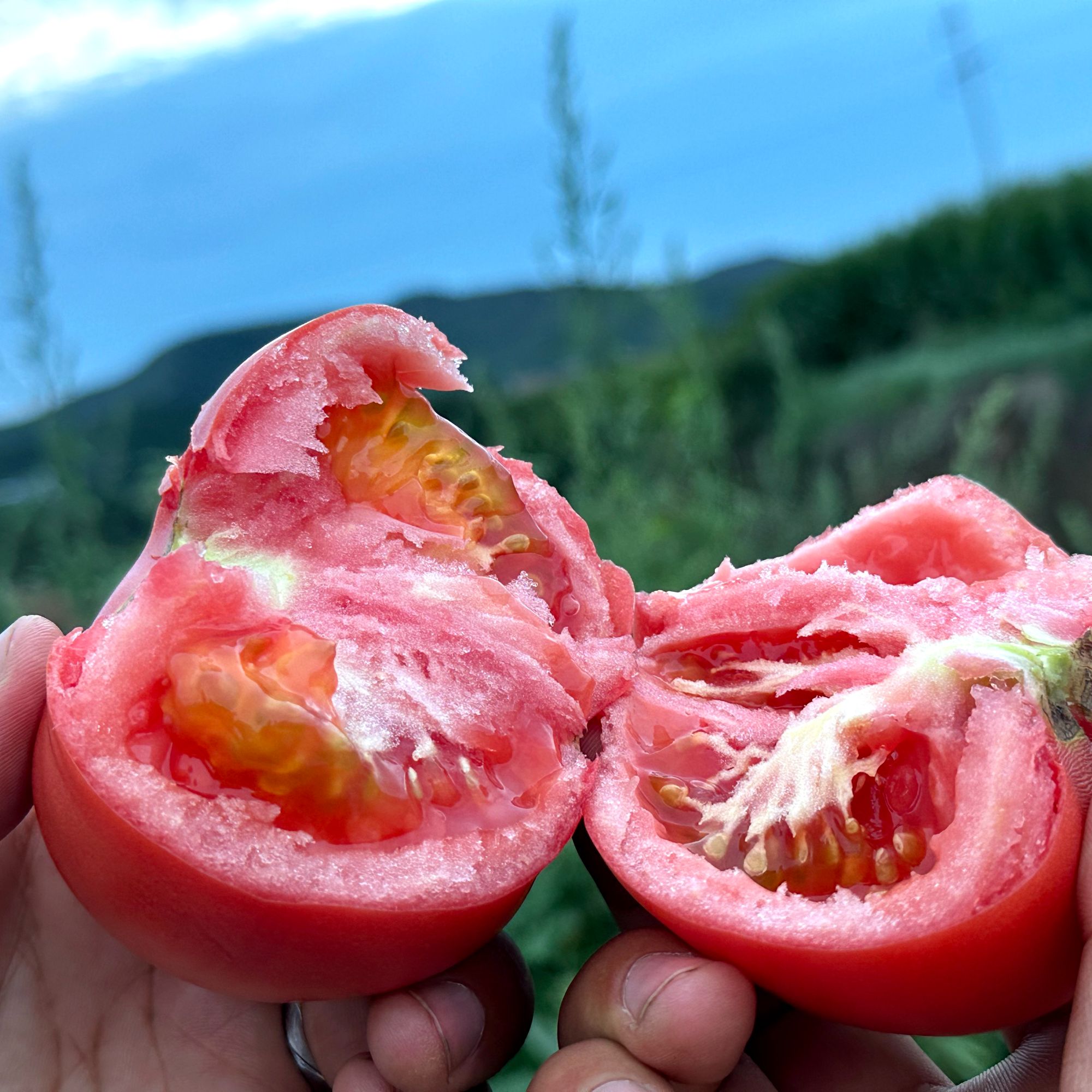 山西高山旱地西红柿沙瓢自然熟3/5斤多汁蔬菜番茄爆汁新鲜酸甜