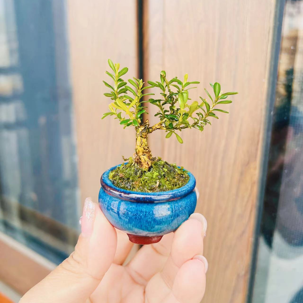 凤米黄杨 精品高端·掌上微盆景 正宗潮州凤凰山米叶黄杨凤米黄杨