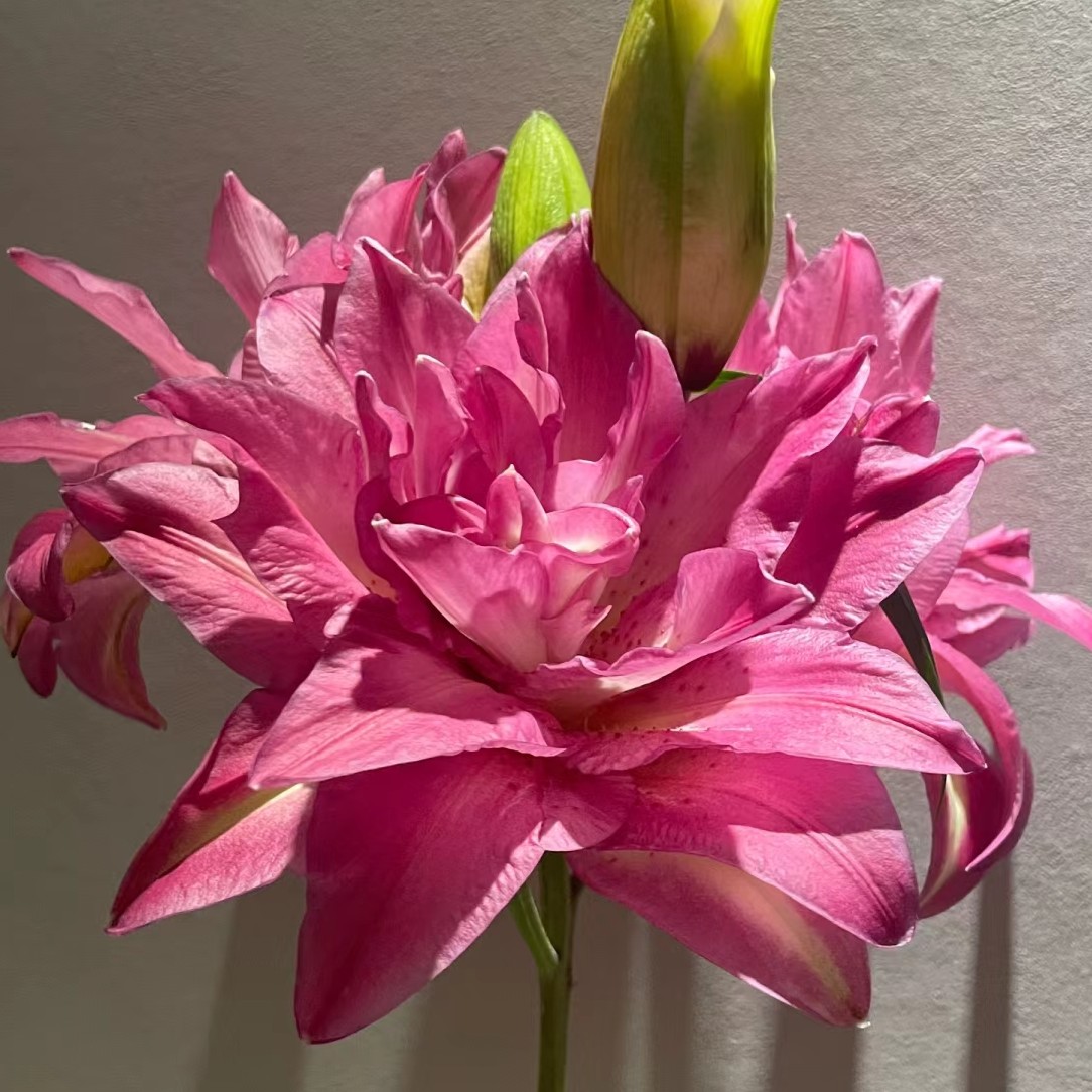 【阿荼】宝莲灯 重瓣 香水百合 同地址任意两单顺丰冷链