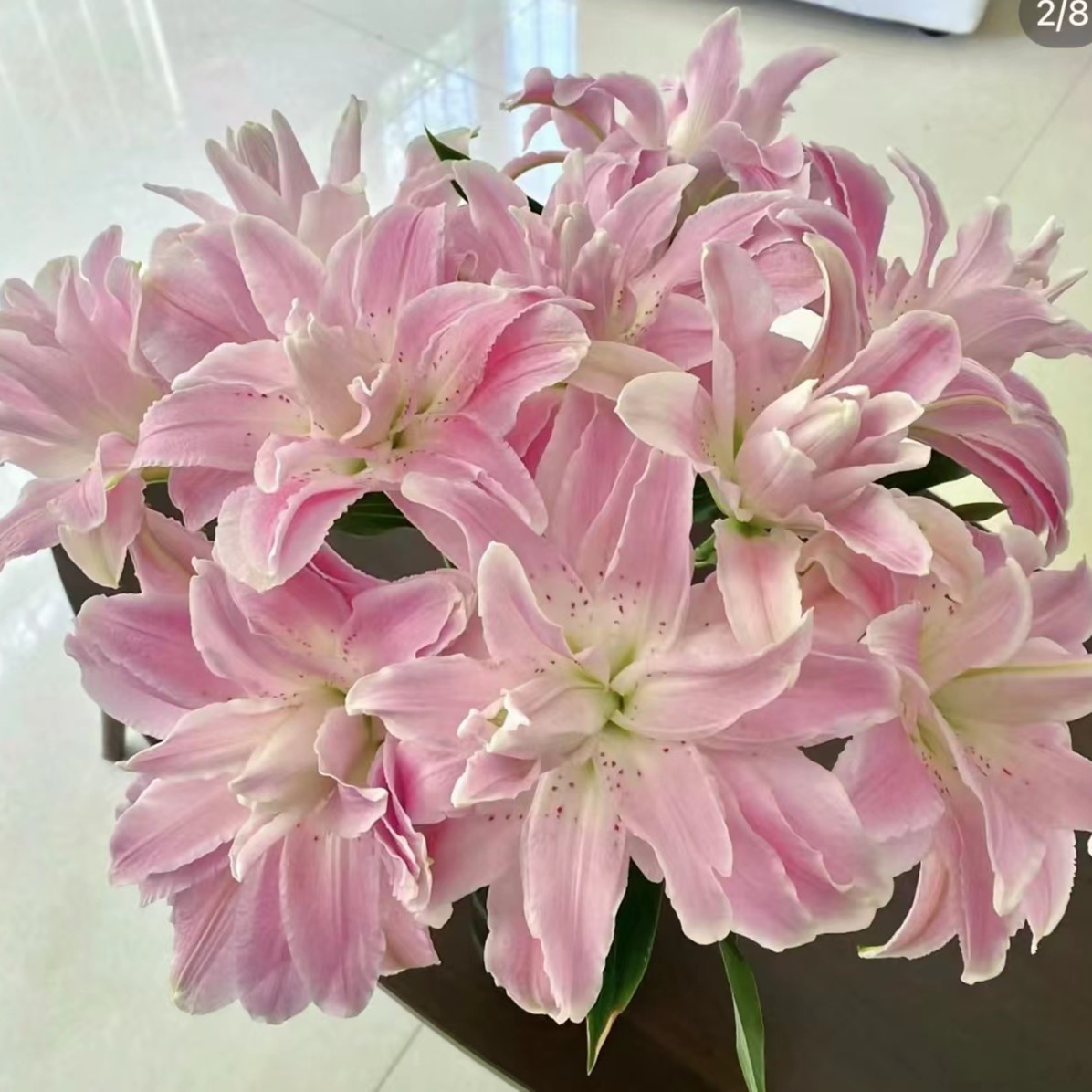 【HH】莲花雅致重瓣百合【任意两单顺丰包邮，鲜花20%不售后】