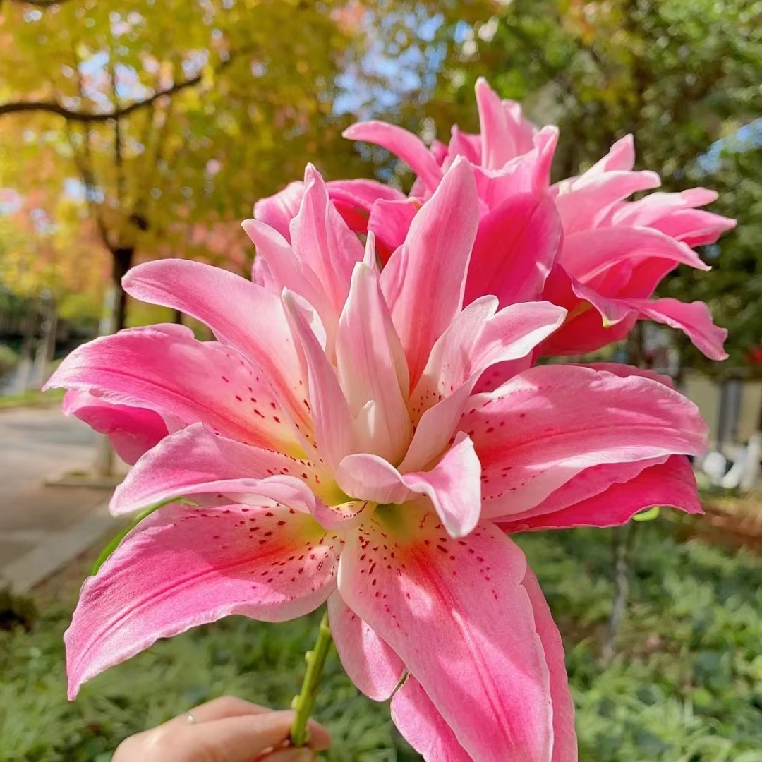 【大小王】红美人 重瓣百合 两单顺丰冷链，一单普通快递