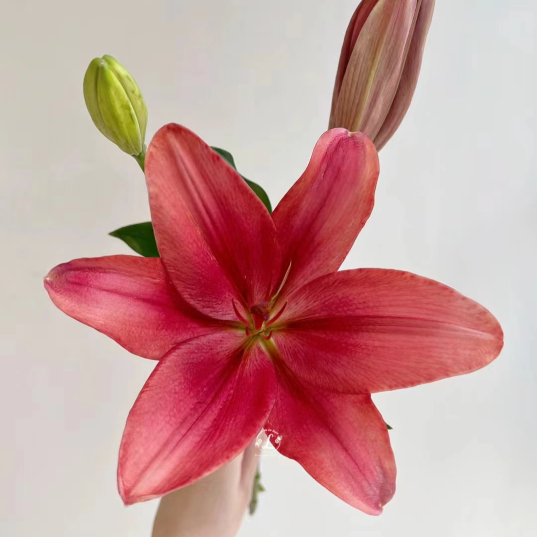 【优质鲜切花】无香 亚百合 任意2单同一地址冷链包邮