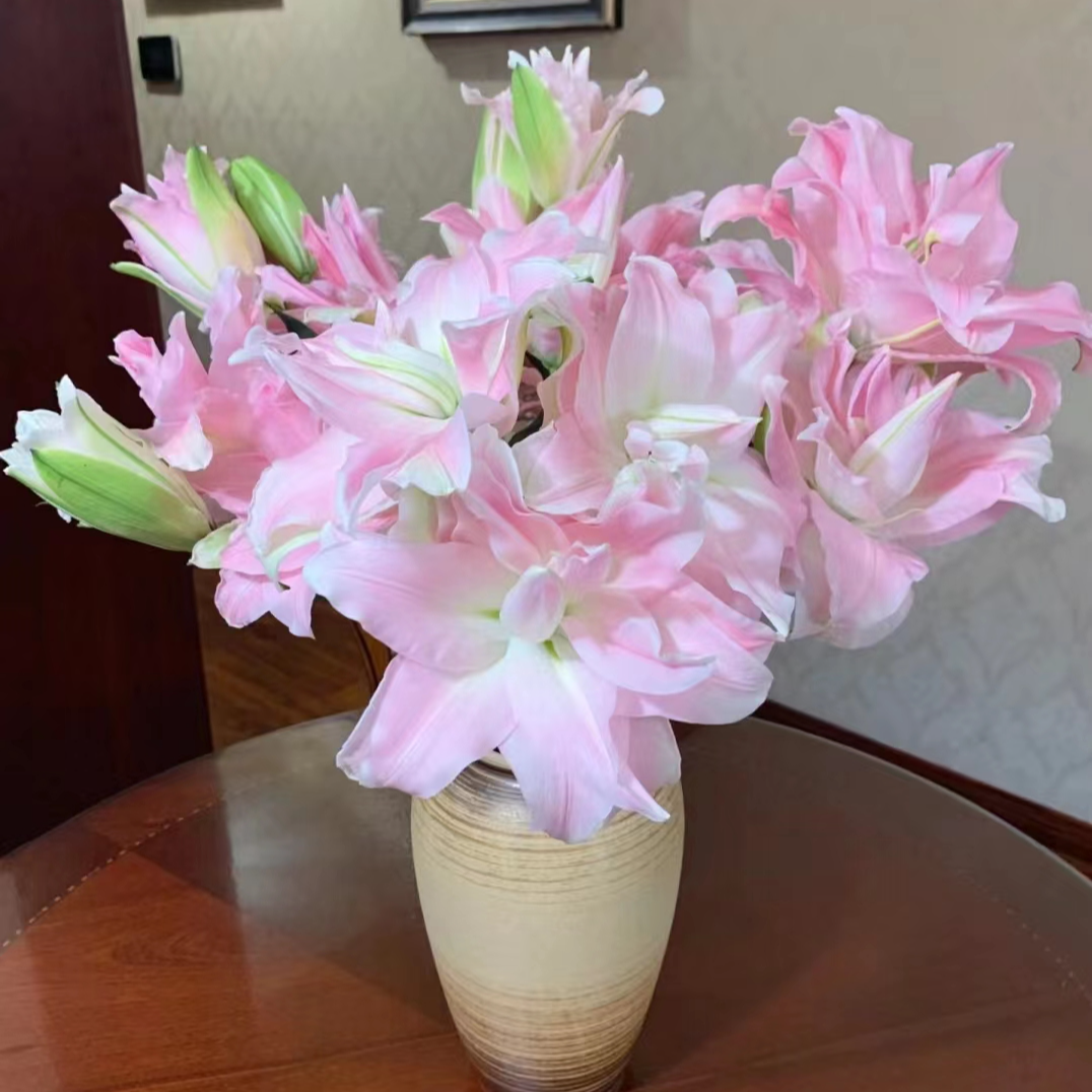 【香舍】贵妃 重瓣香水百合【同地址任意两单顺丰冷链包邮】