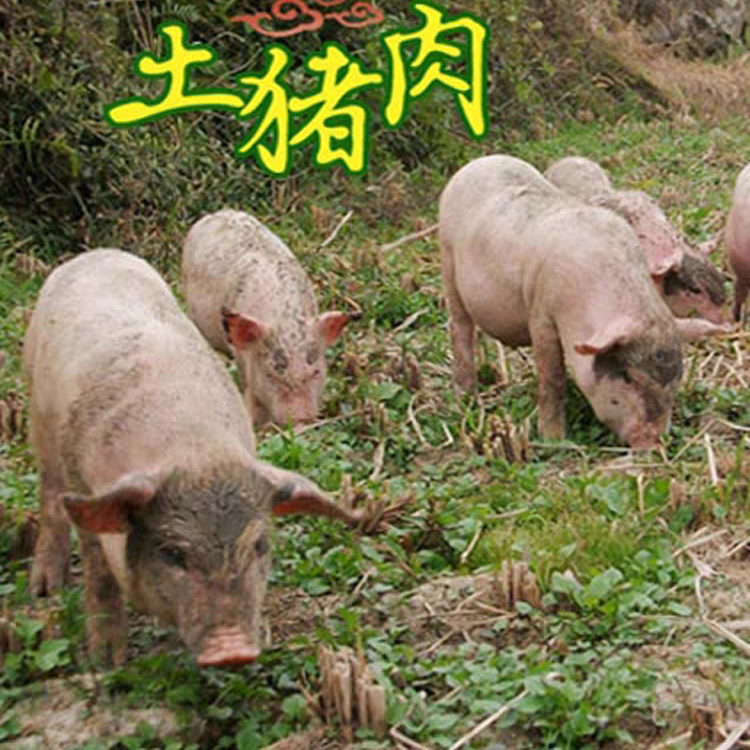 【22号】重量直播为准专拍所见即所得农家大肥猪