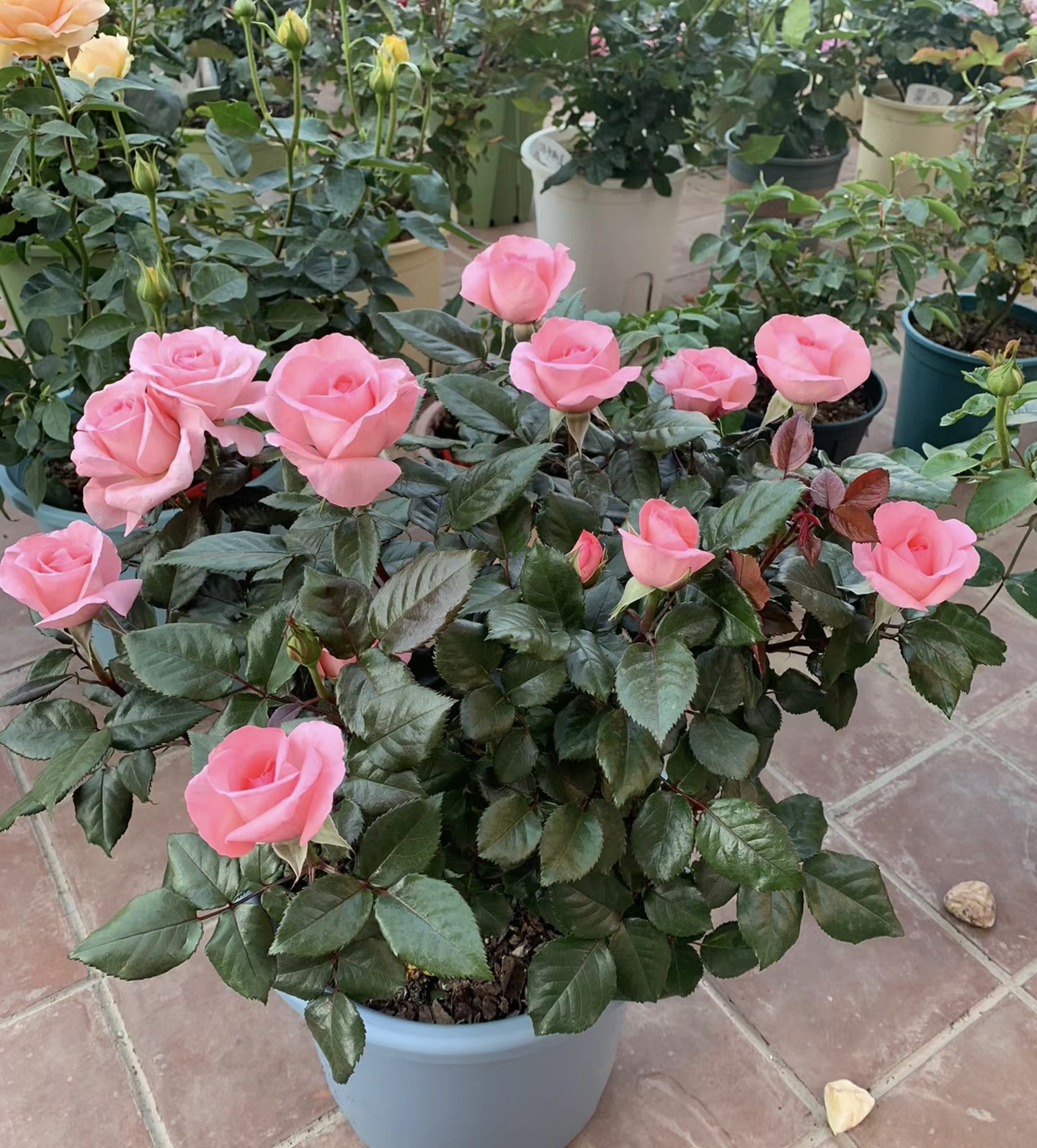 【法版花宫娜】冷链运输粉色3加仑盆根接露天苗浓香花期长好养阳台
