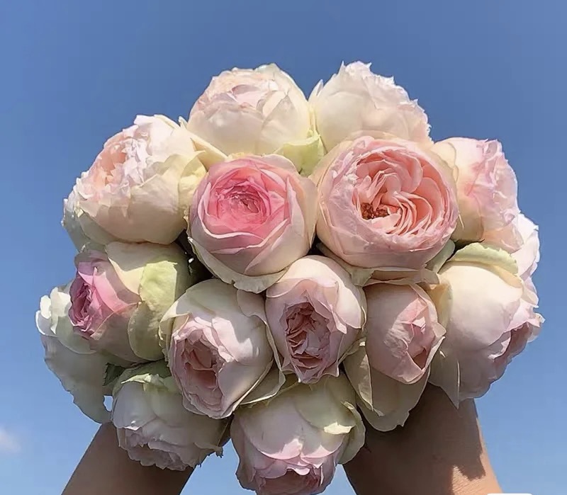 （蒙娜丽莎）3加仑盆根接露天冷链发货 苗大包子形状大花浓香