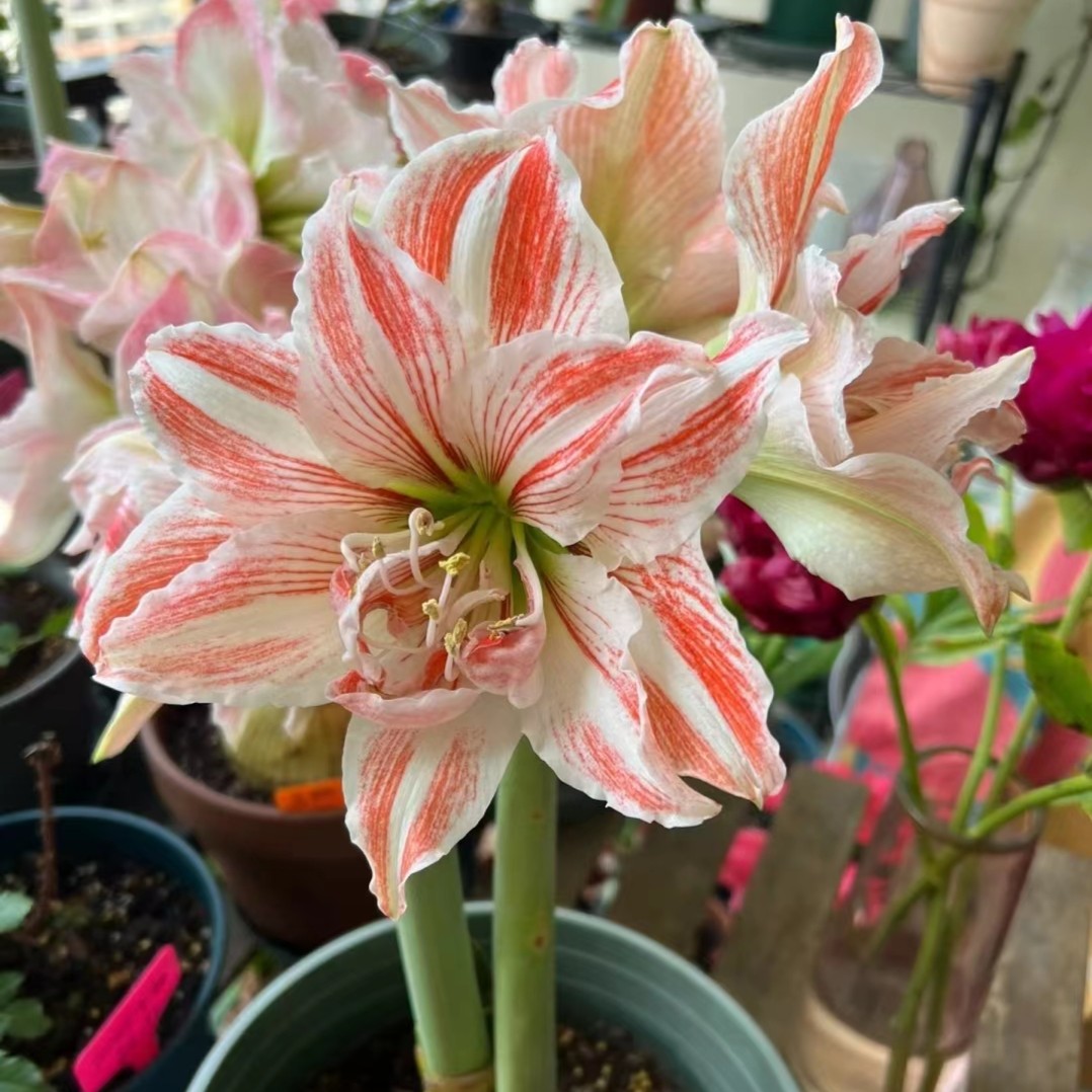 【觅花小园】朱顶红小苗