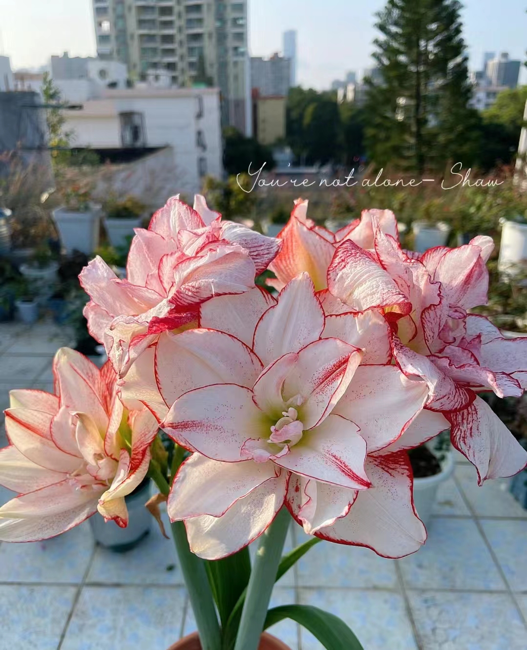【条纹戴斯】 重瓣 朱顶红盆栽地栽庭院阳台种植
