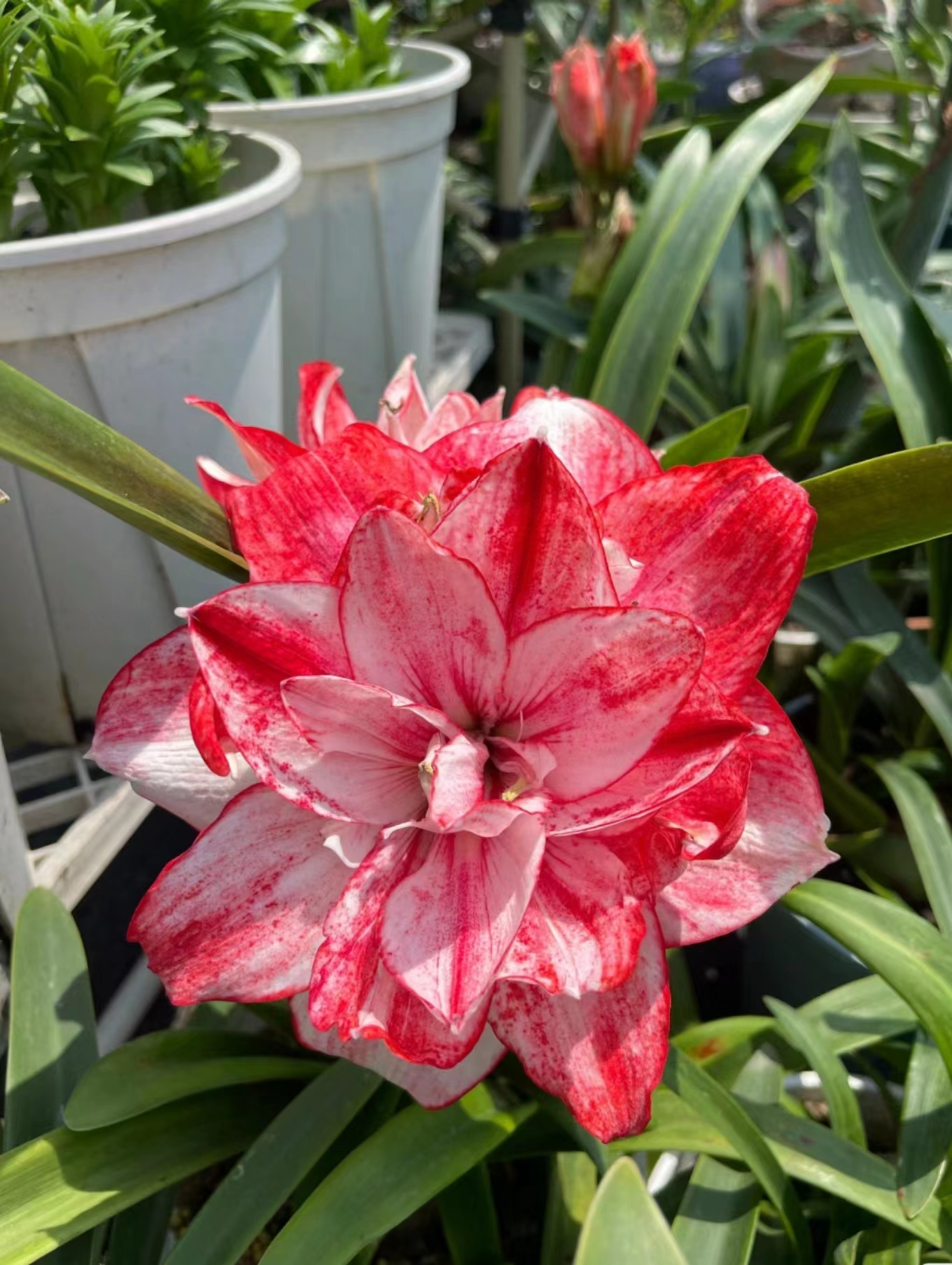 【梦幻情人】重瓣花朱顶红盆栽地栽庭院