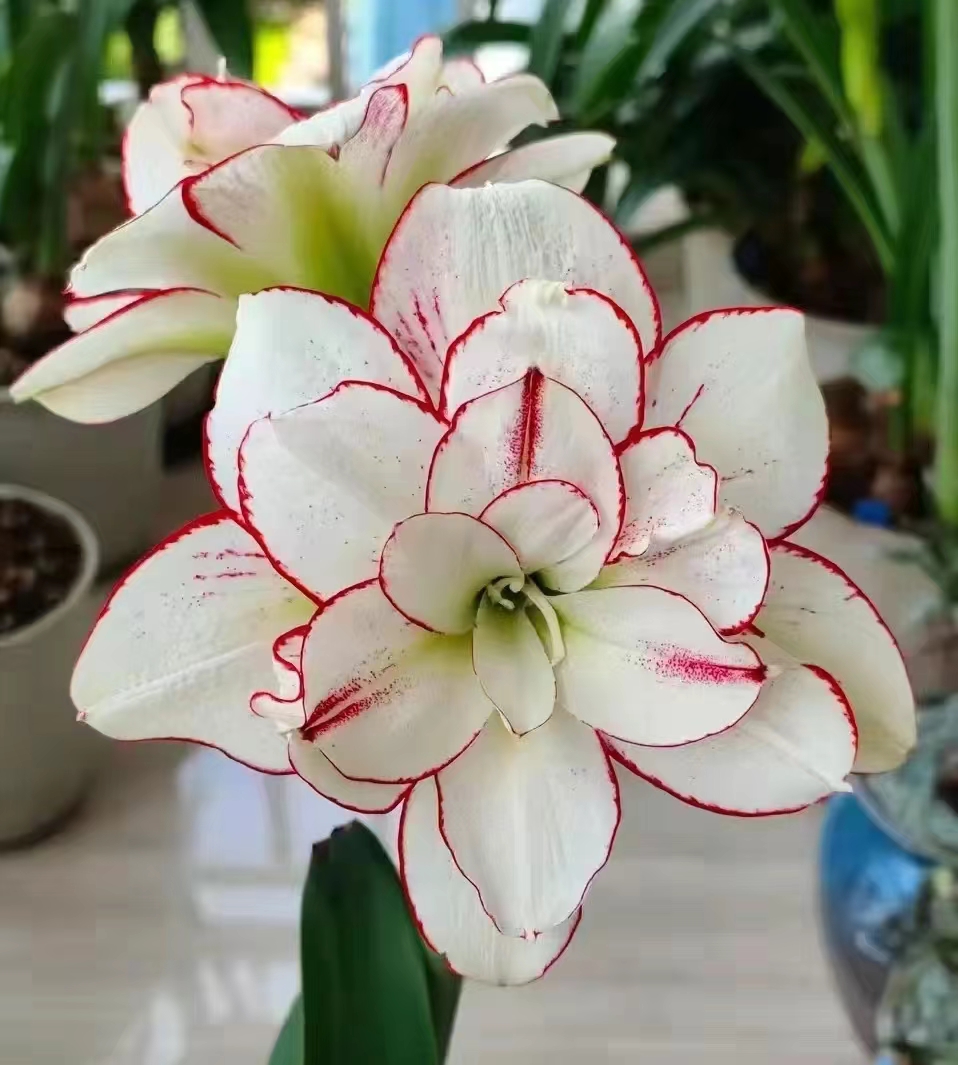 【买买买】重瓣花朱顶红盆栽地栽庭院