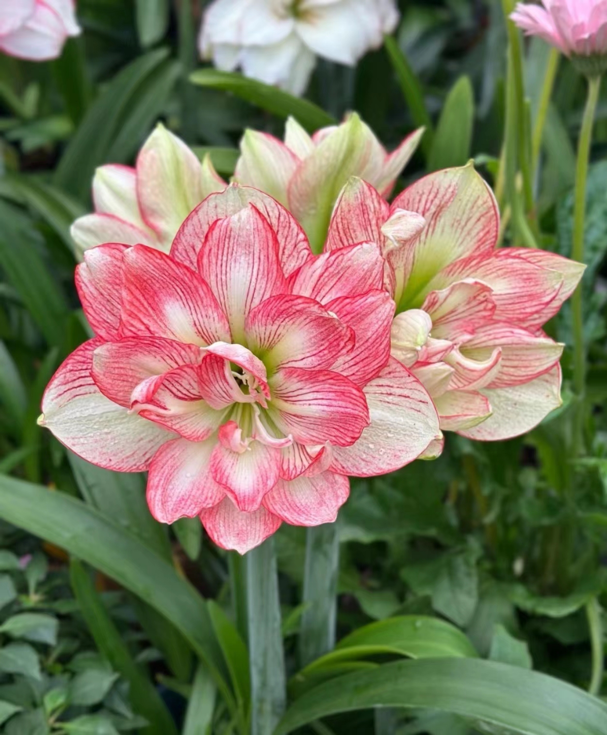 【蔓越莓】朱顶红盆栽地栽庭院