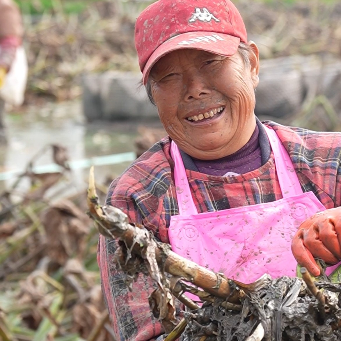 预售宝应本地屈舍村农户紫皮茨菇（顺丰包邮）