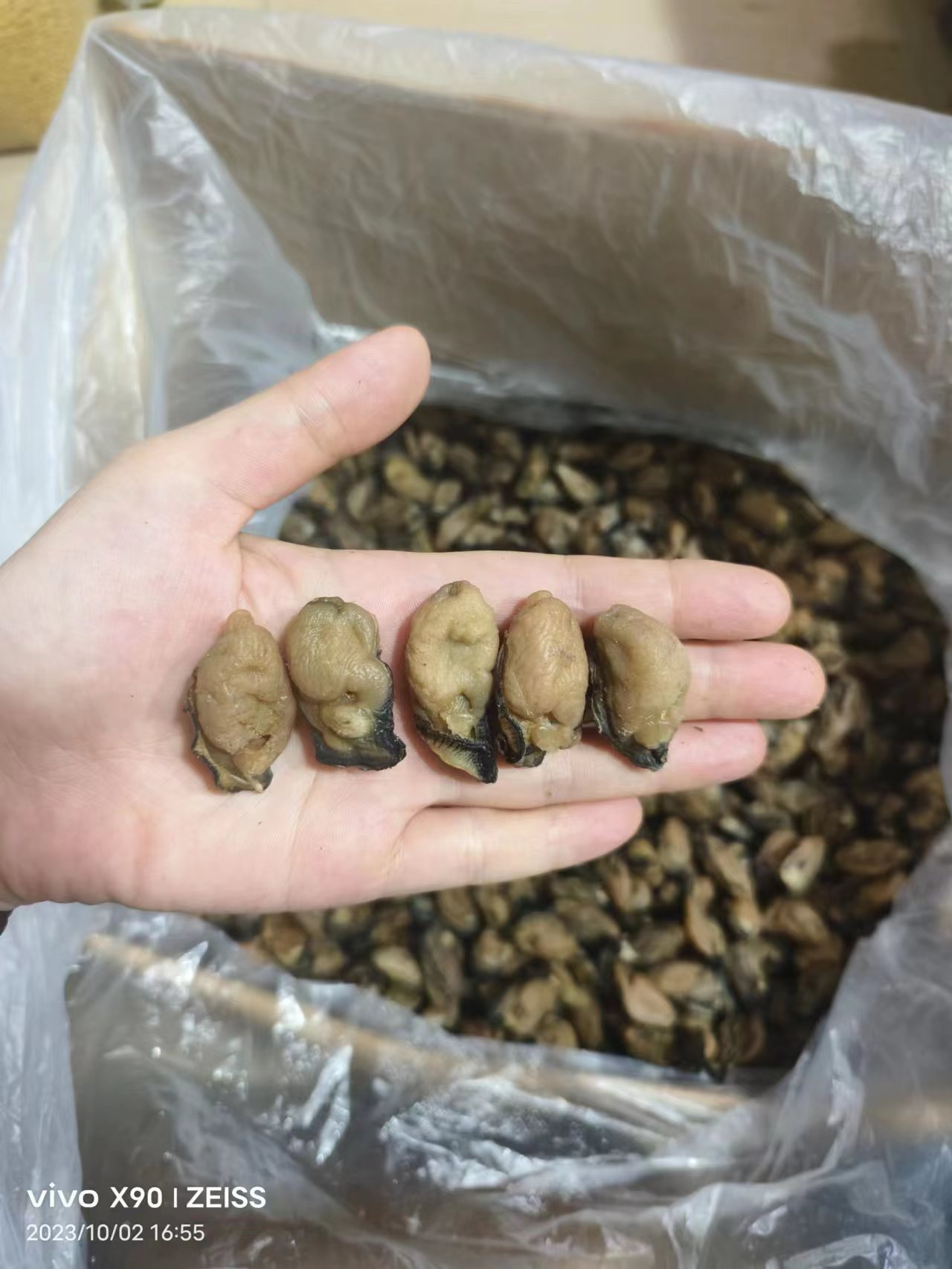 精选湛江特产生蚝干，约100头
