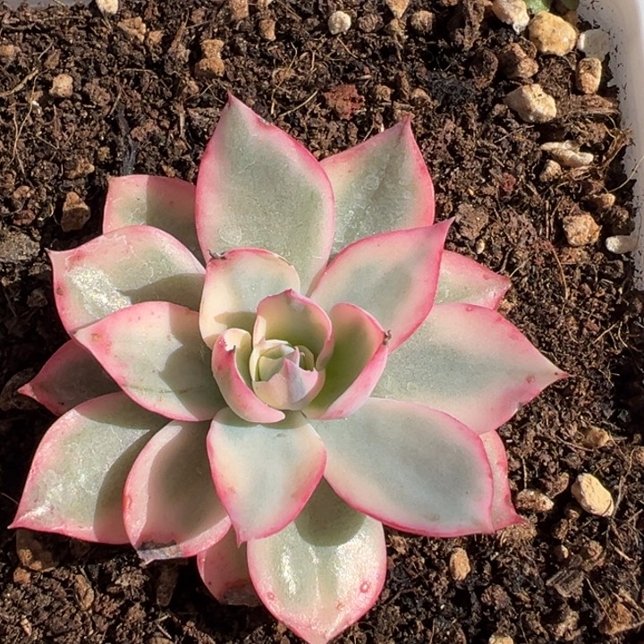 5cm左右阿美星锦一物一拍