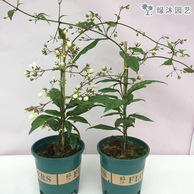 泰国网红花卉垂丝茉莉花苗盆栽 带花苞室内阳台庭院四季绿植