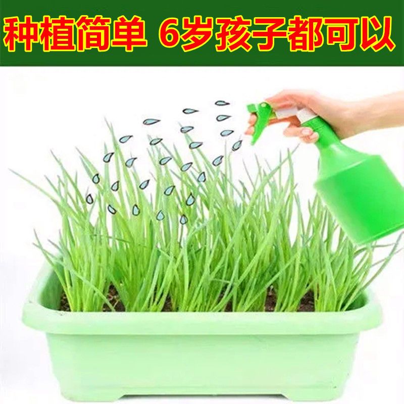 四季小香葱种子蔬菜种子菜种子阳台庭院盆栽小葱籽四季播种高产