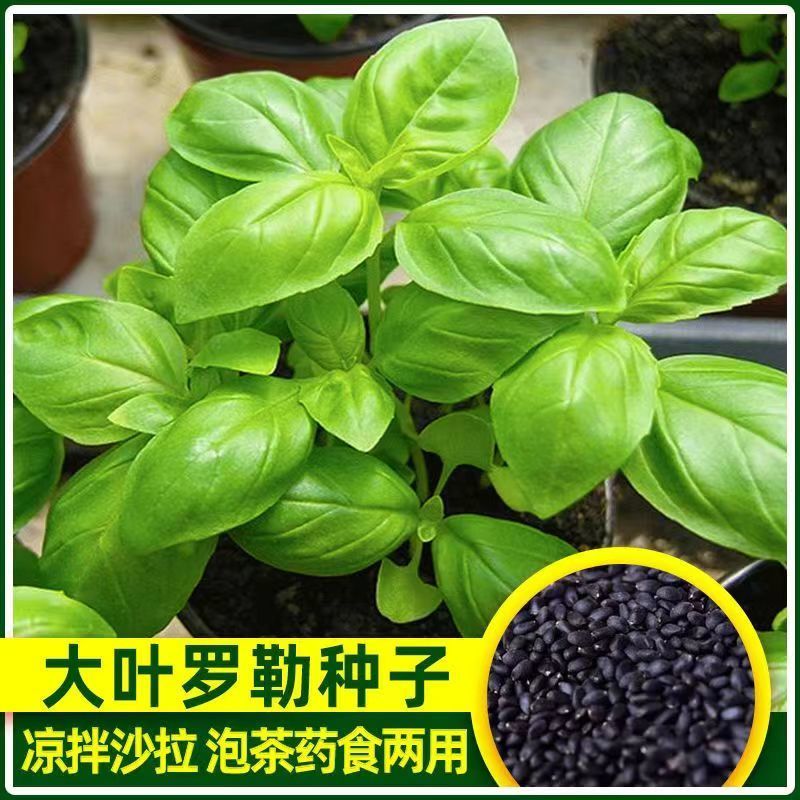 罗勒种子金不换九层塔食用种子驱蚊植物阳台庭院盆栽防蚊植物种子