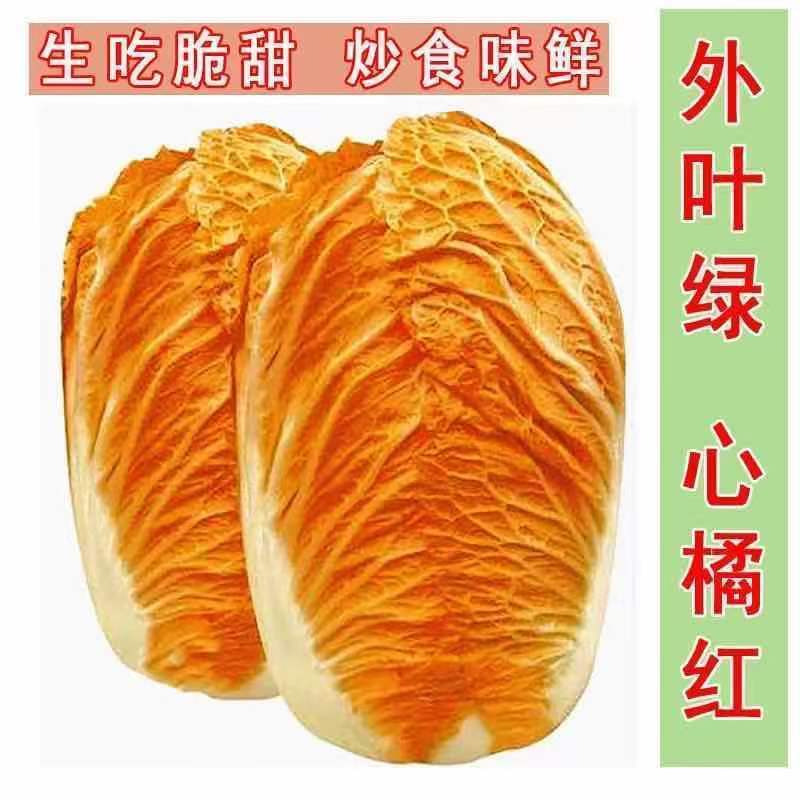 火凤凰大白菜耐热耐寒抗病高产可生吃白菜种子蔬菜四季彩色橘庭院
