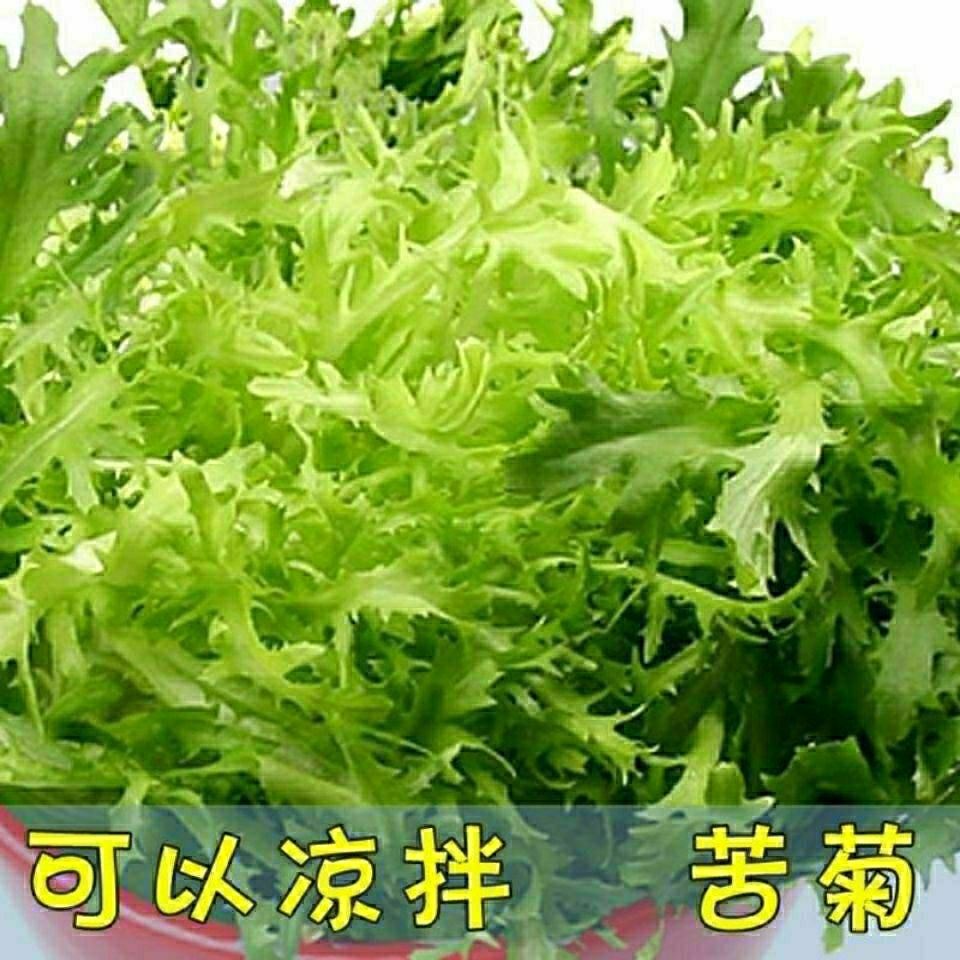 苦苣种子苦菊菜籽黄心细叶四季阳台盆栽蔬菜种孑生菜青菜