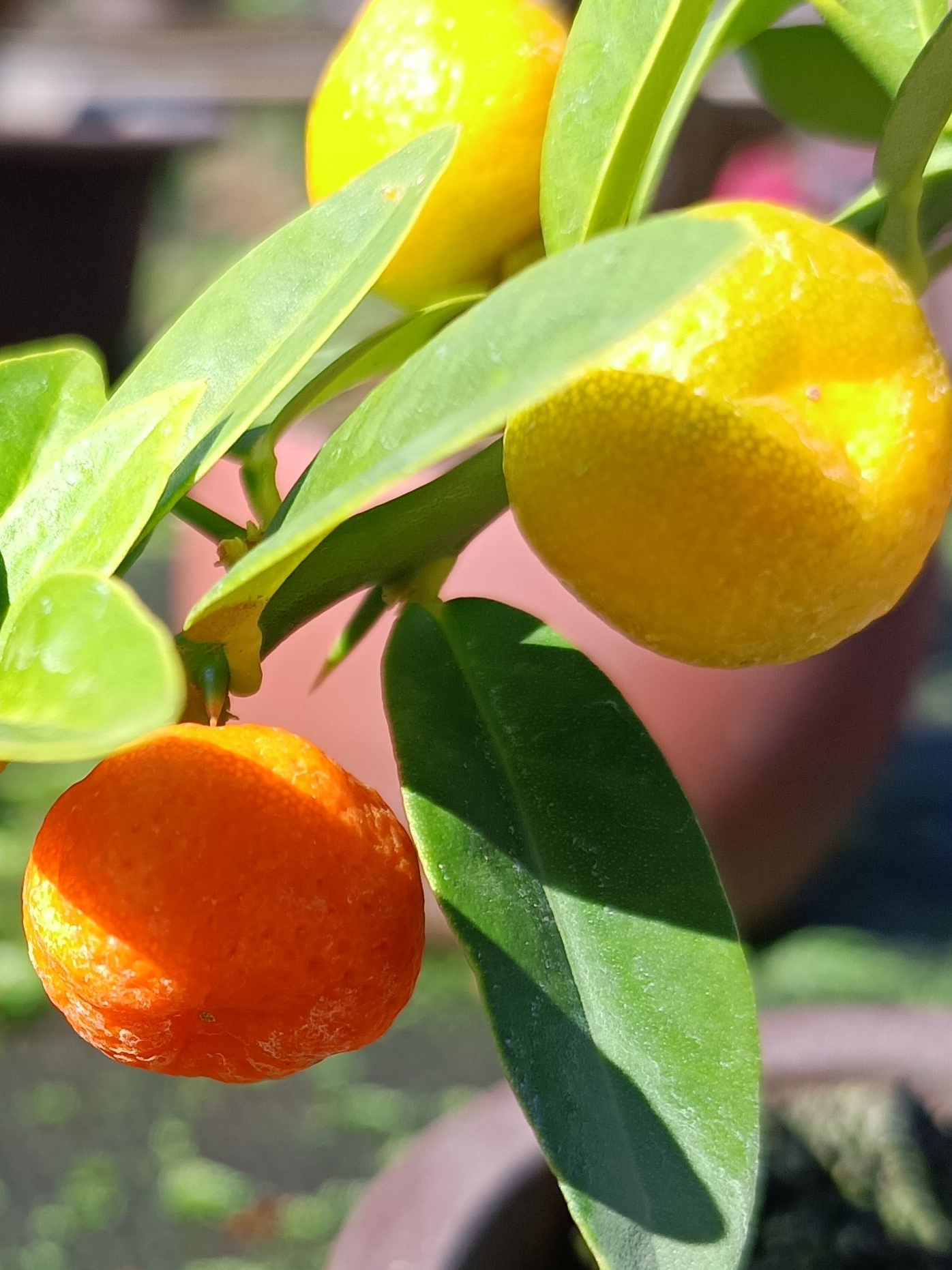 凤巢果豆苗 凤巢血红果苗 当年苗 直播间同价