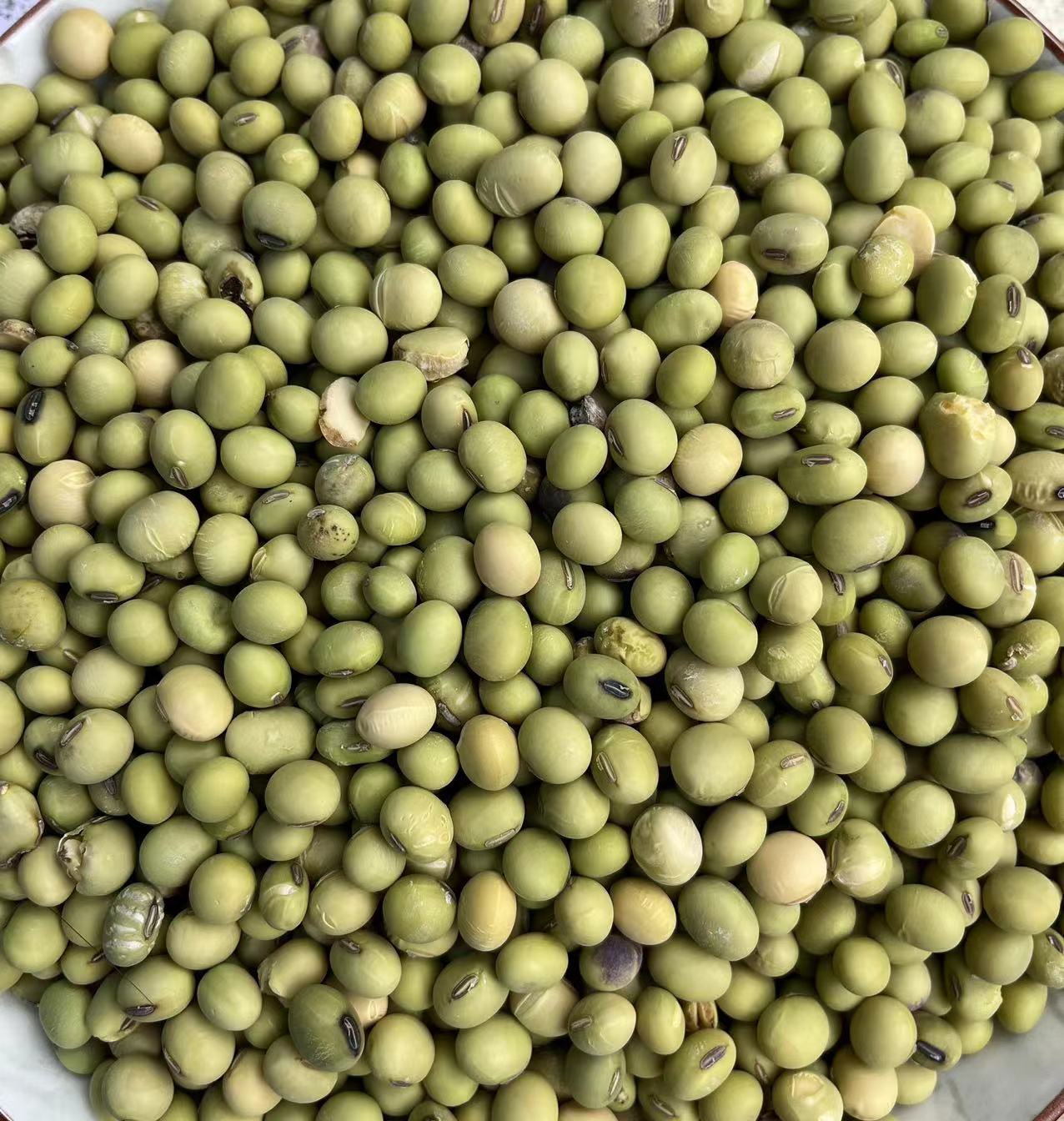 江西赣南农产品农家秋季青皮土黄豆