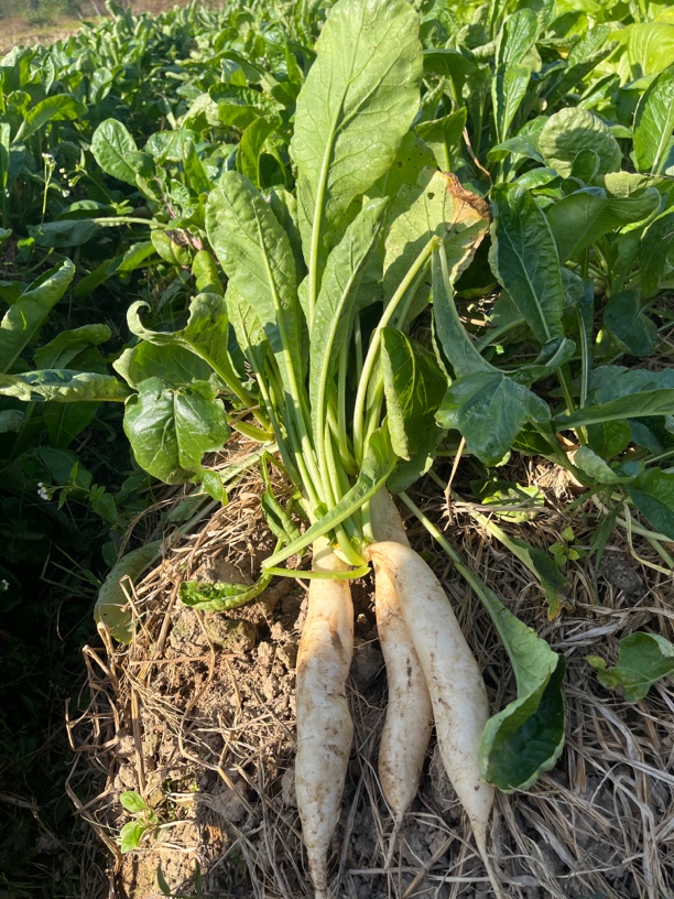江西赣南农家露天种植蔬菜现摘新鲜萝卜