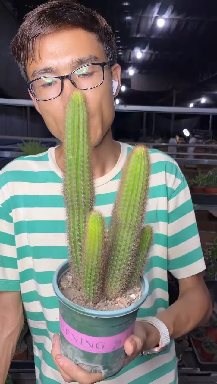 【闪购商品】散群红刺金妞4头起22.99