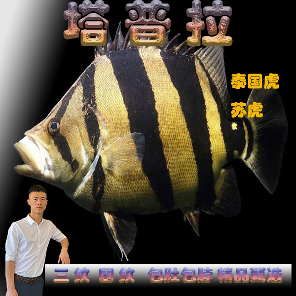 塔普拉虎鱼-不包邮苏门答腊四纹虎包肚包脖全包长明虎