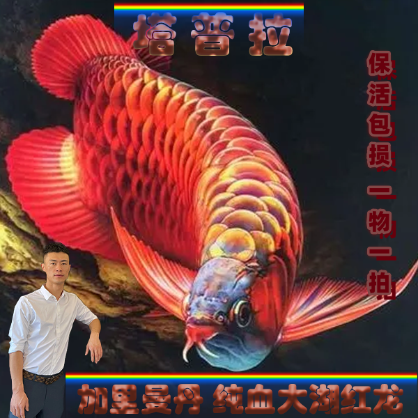 塔普拉（中龙）红龙鱼观赏鱼精选保证纯血印尼大湖红龙包活包损