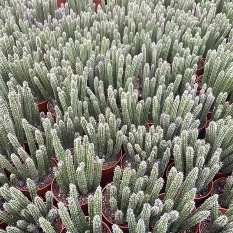 银妞会开花仙人球多肉植物冰心玉骨仙人掌（一物一拍）