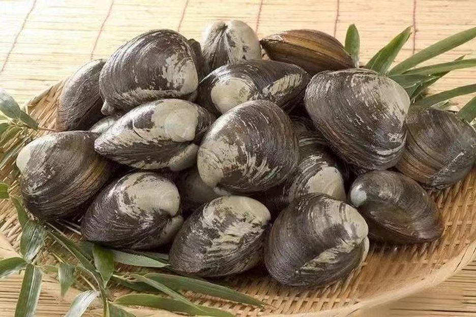 【白姐海鲜】北极贝