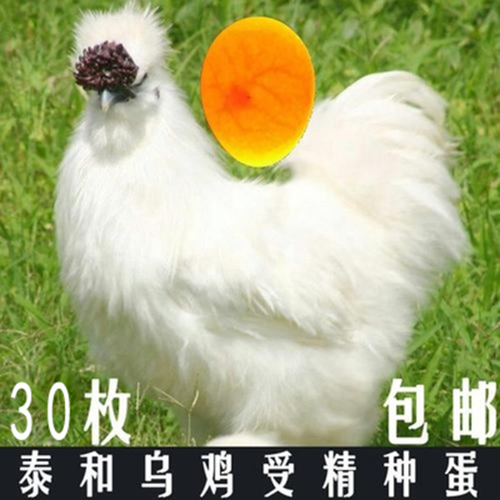 江西泰和正宗原种乌鸡种蛋 可孵化武山乌骨鸡 顺丰包邮到家