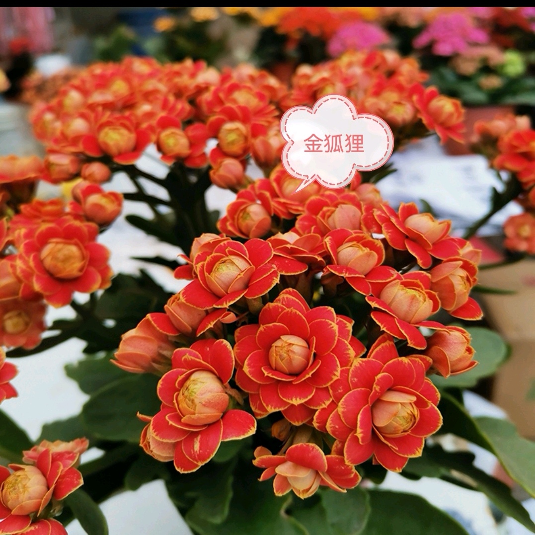 金狐狸：精品长寿带花苞发货（烂叶黄叶断个别花苞不售后，介意勿拍）