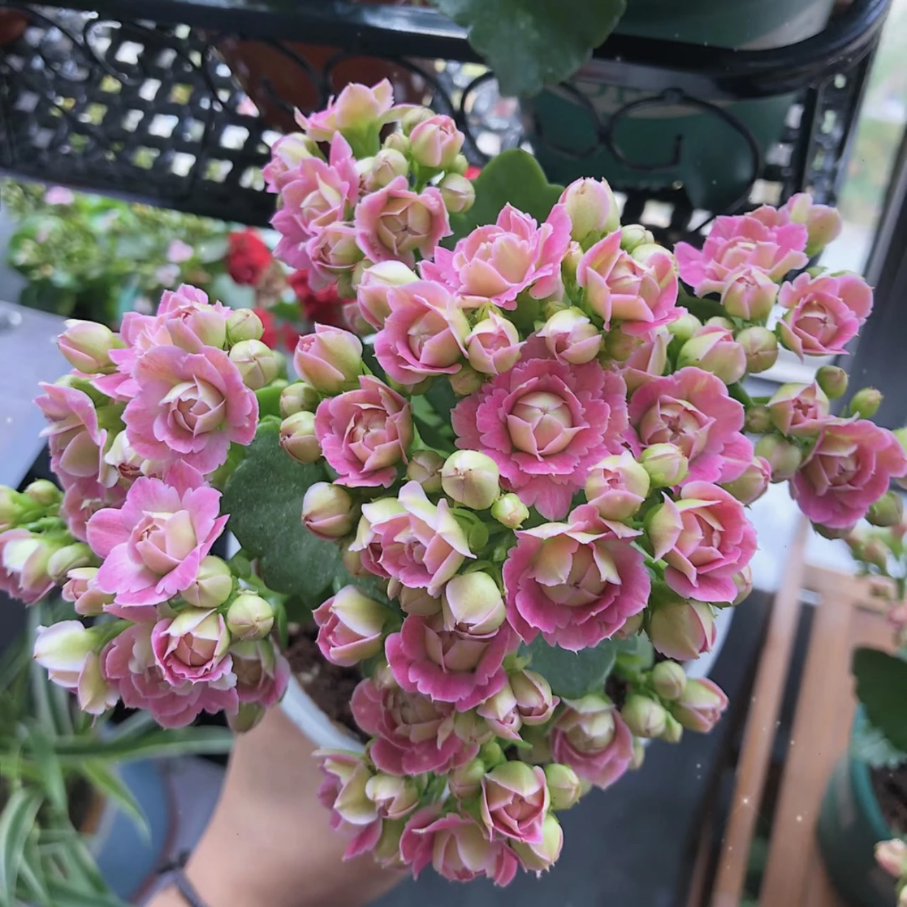 克里斯蒂：精品长寿带花苞（烂叶黄叶断个别花苞不售后，介意勿拍）