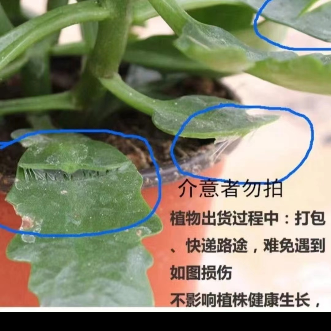 伊斯拉：精品长寿带花苞发货（烂叶黄叶断个别花苞不售后，介意勿拍）