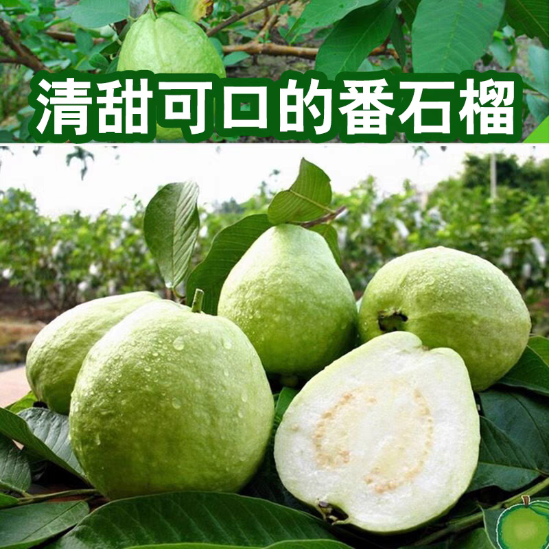 【少量正在开放卖中】漳州白心芭乐30年老树果脆番石榴帝王品种