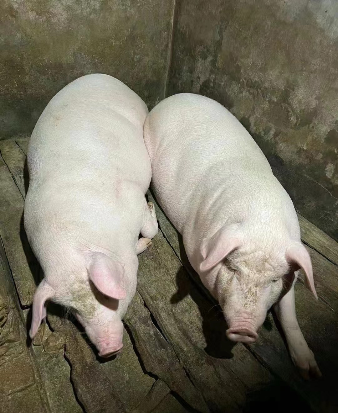 （全部位现称链接）现称农村高山纯熟食土猪肉