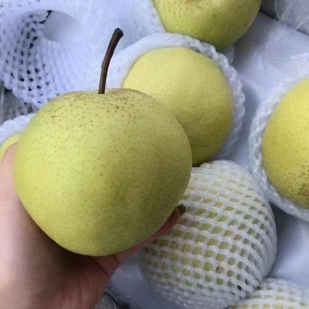 （果甄鲜）雪花梨3斤