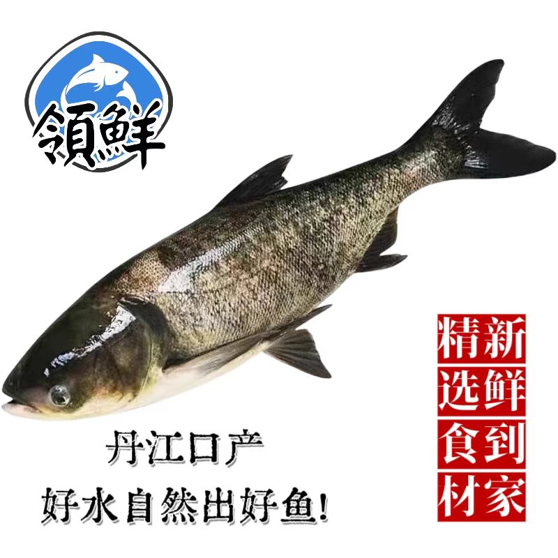 5-8斤  丹江口鲜活胖头鱼  鲢鱼  清水生态养殖胖头鱼  淡水鱼