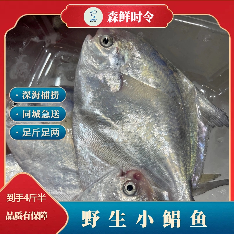新鲜热气东海野生小鲳鱼   8条左右/斤