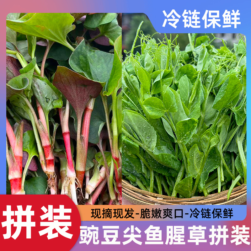 【现摘现发-坏单包赔】四川新鲜鱼腥草嫩叶1斤+豌豆尖1斤拼装