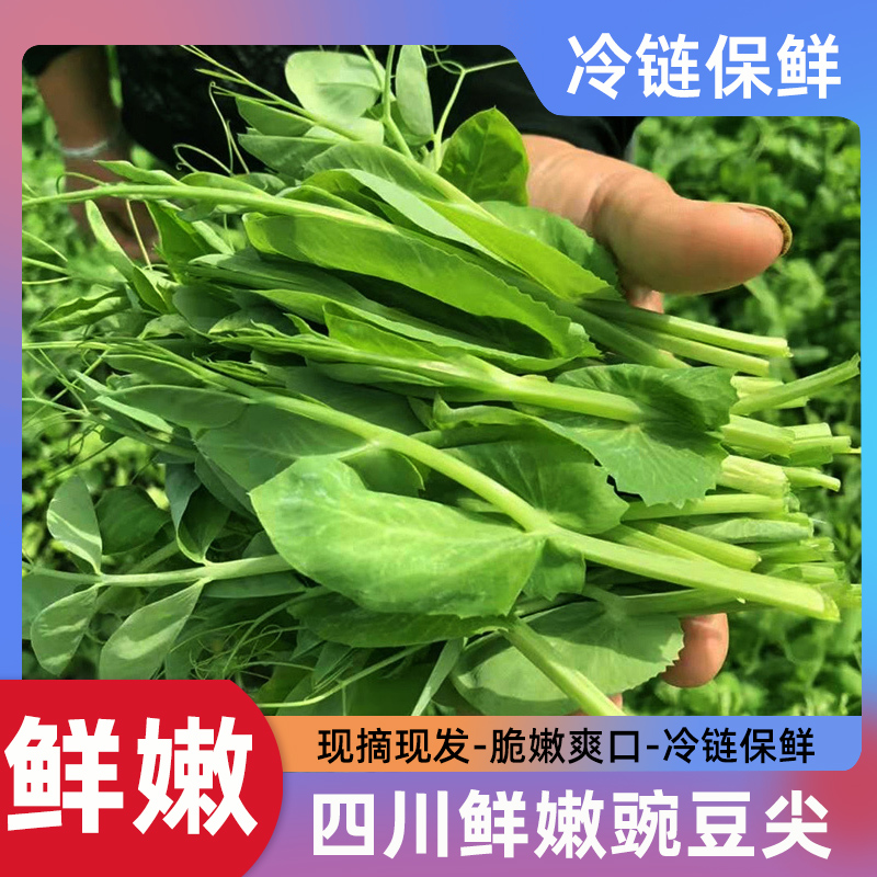 【京东冷链-坏单包赔】四川新鲜豌豆尖鲜嫩农家蔬菜豆苗豌豆颠